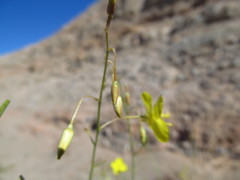 Chylismia multijuga