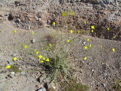 Chylismia multijuga