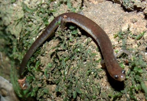 Oedipina parvipes