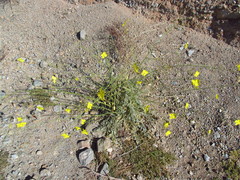 Chylismia multijuga