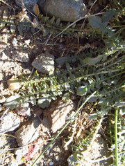 Chylismia multijuga