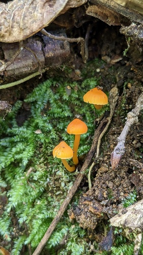 Cuphophyllus aurantius