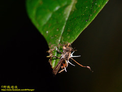 Ophiocordycipitaceae