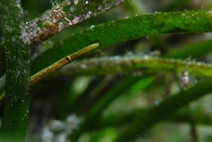 Stigmatopora narinosa