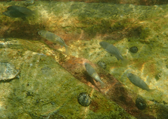 Girella elevata