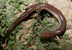 Oedipina parvipes