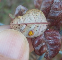 Austropuccinia psidii image