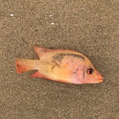 Amphilophus citrinellus