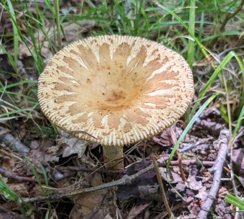 Russula senecis