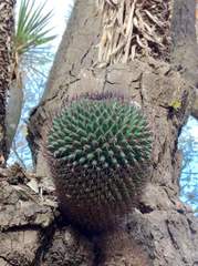 Mammillaria polythele