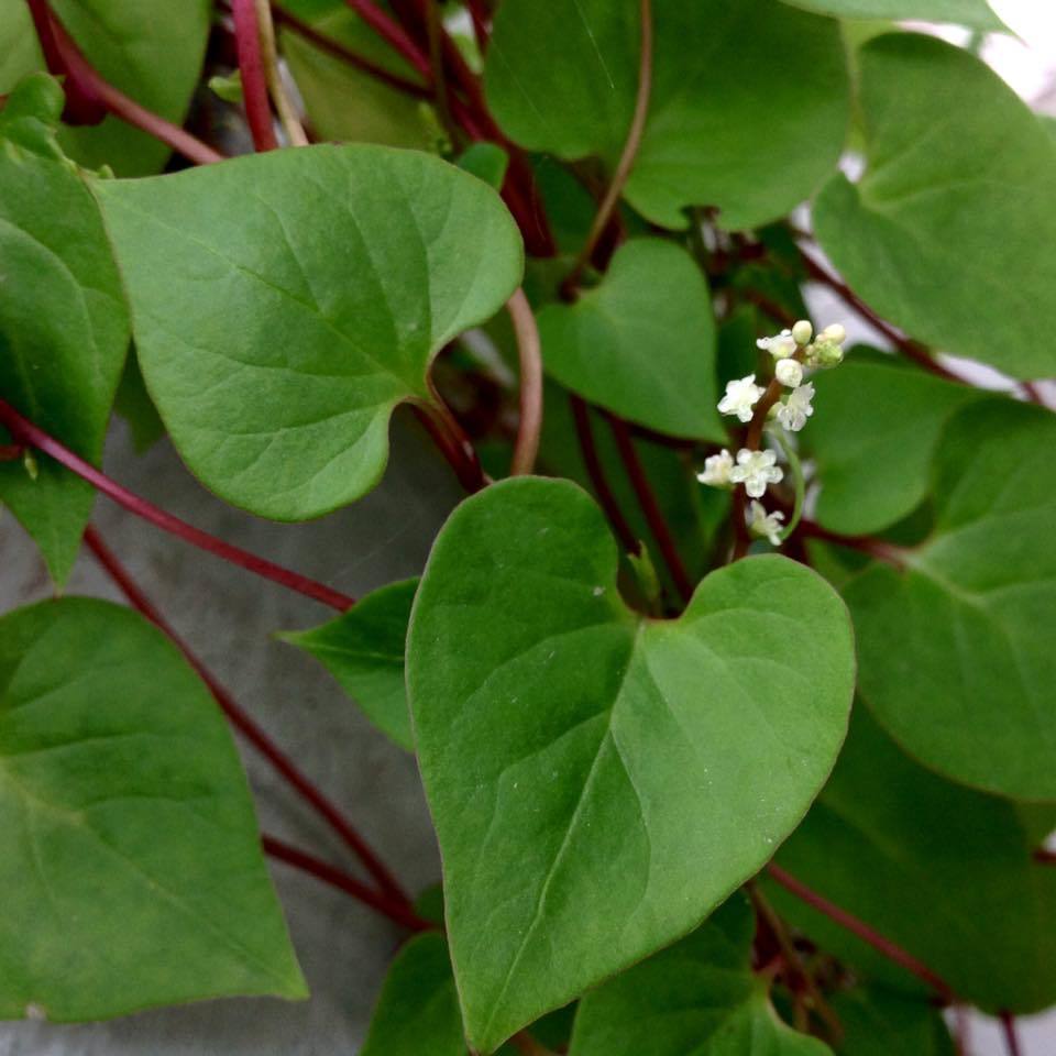 Anredera ramosa