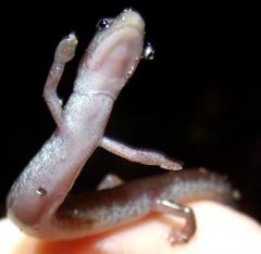 Oedipina parvipes