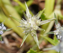 Eryngium vesiculosum