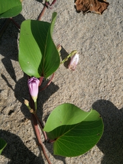 Ipomoea pes-caprae brasiliensis