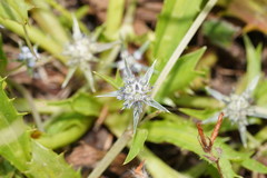 Eryngium vesiculosum