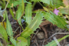 Eryngium vesiculosum