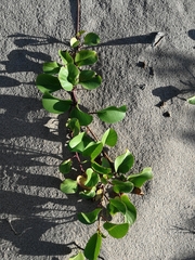 Ipomoea pes-caprae brasiliensis
