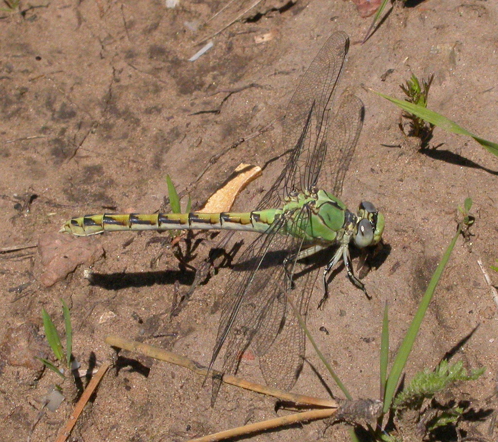 Pale Snaketail