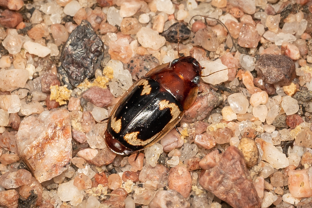 Pseudomorphini