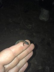 Sphaerodactylus macrolepis