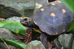 Red-Footed Tortoise photo 4