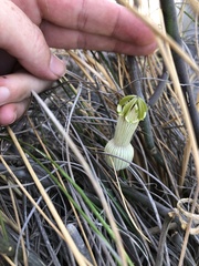 Ceropegia ampliata