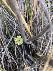Ceropegia ampliata