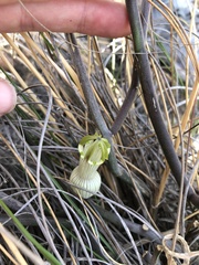Ceropegia ampliata