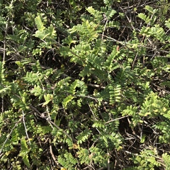 Osteomeles anthyllidifolia