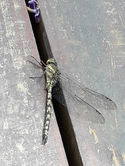 Pinheyschna subpupillata