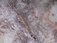 Gonatodes concinnatus