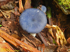 Entoloma burkilliae
