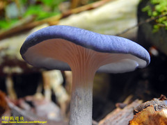 Entoloma burkilliae