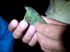 Anolis aequatorialis