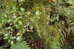 Leucodontaceae