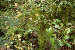 Leucodontaceae