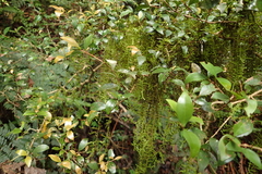 Leucodontaceae