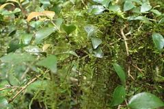 Leucodontaceae