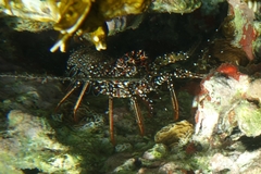 Panulirus guttatus