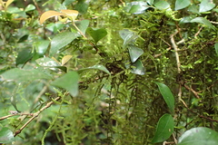 Leucodontaceae