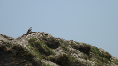 Neophron percnopterus