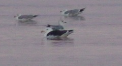 Larus marinus
