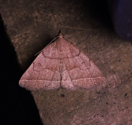 Zanclognatha obscuripennis Grote, 1872