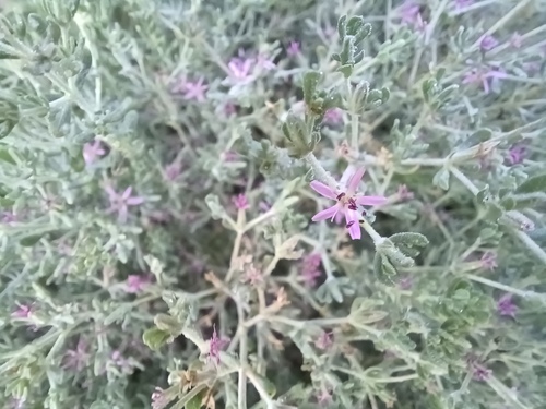 iNaturalist observation photo of Alkali Heath