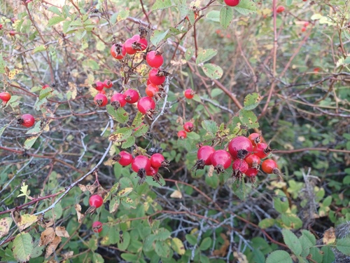 iNaturalist observation photo of California Wild Rose
