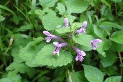 Stachys tubulosa