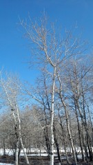 Populus