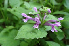 Stachys tubulosa