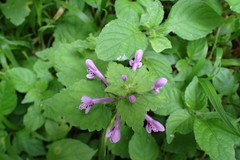 Stachys tubulosa