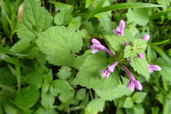 Stachys tubulosa